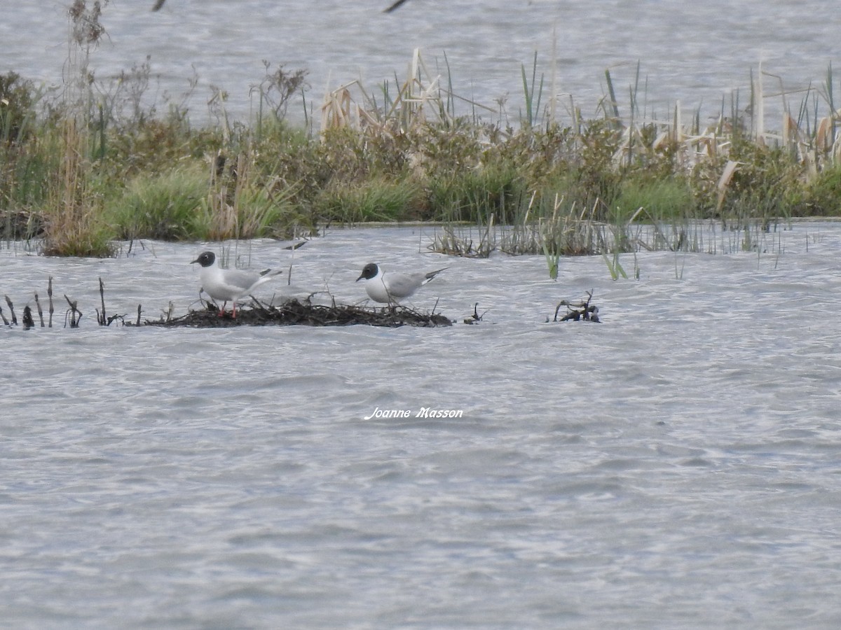 Bonaparte's Gull - ML400468761