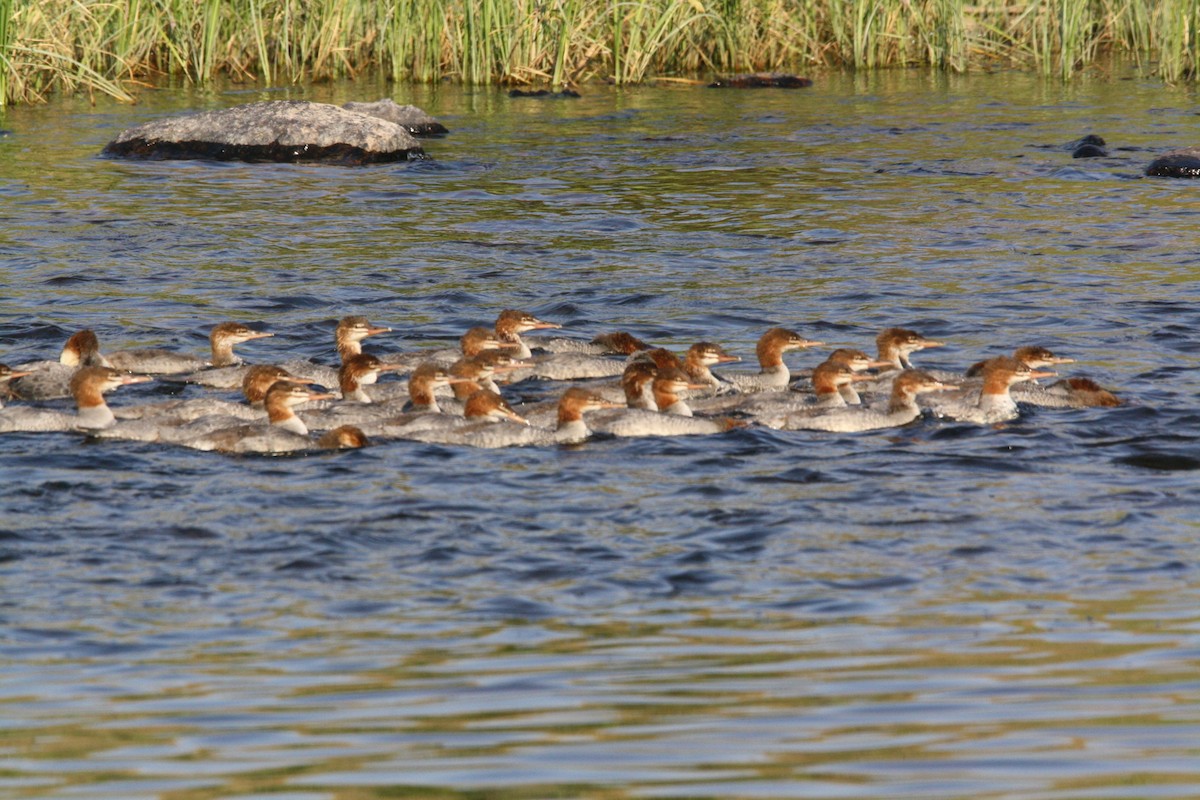 Common Merganser - ML400469211