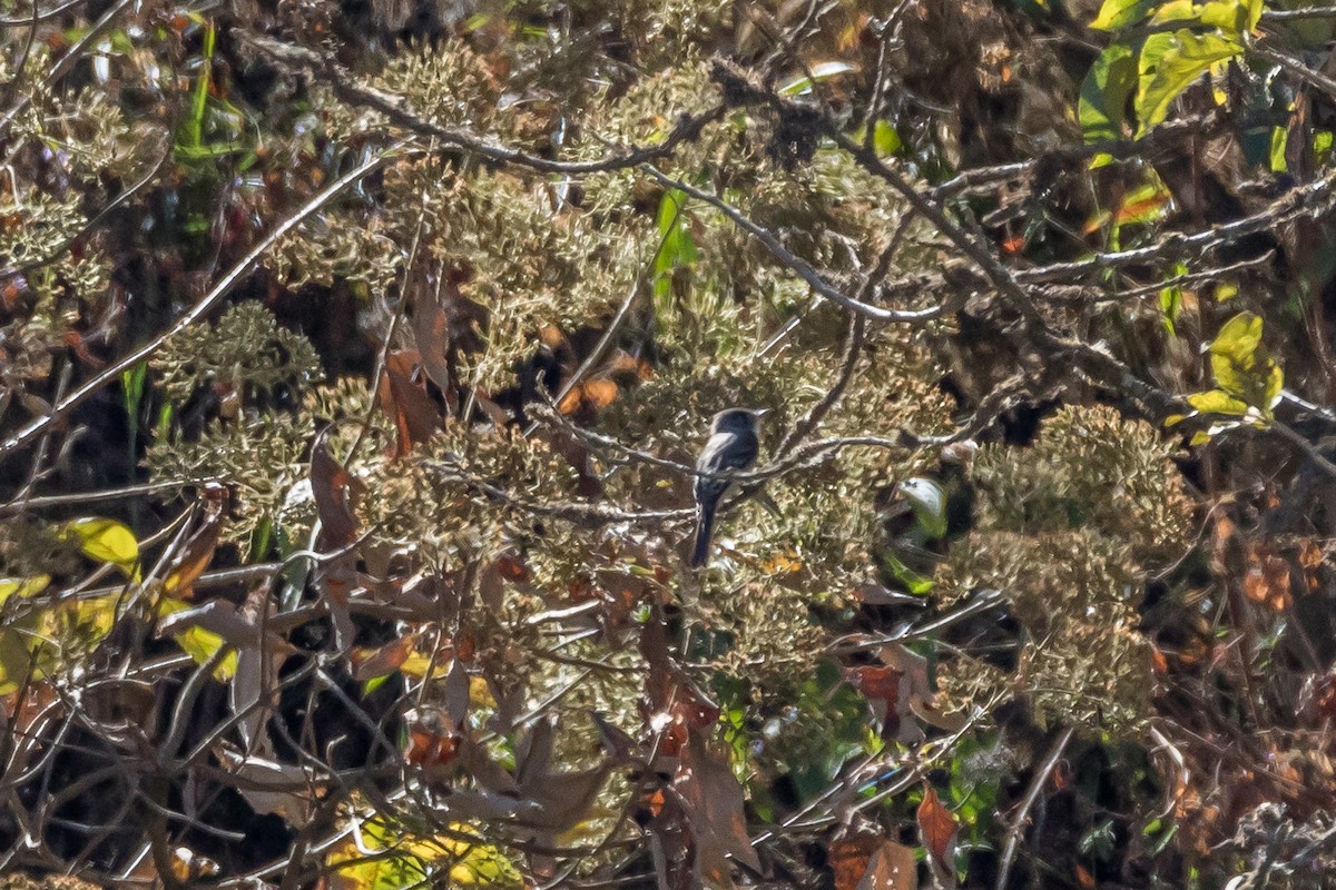 Gray-breasted Flycatcher - ML40046941