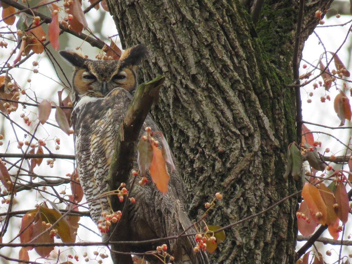 Great Horned Owl - Teri Warren