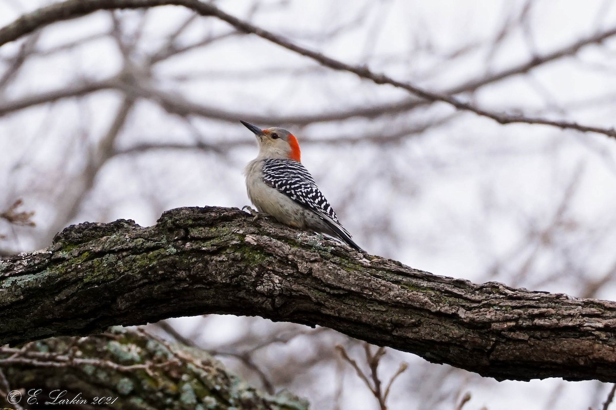 Red-bellied Woodpecker - ML400472191