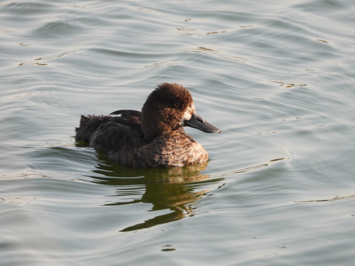 Lesser Scaup - Philippe Trudelle