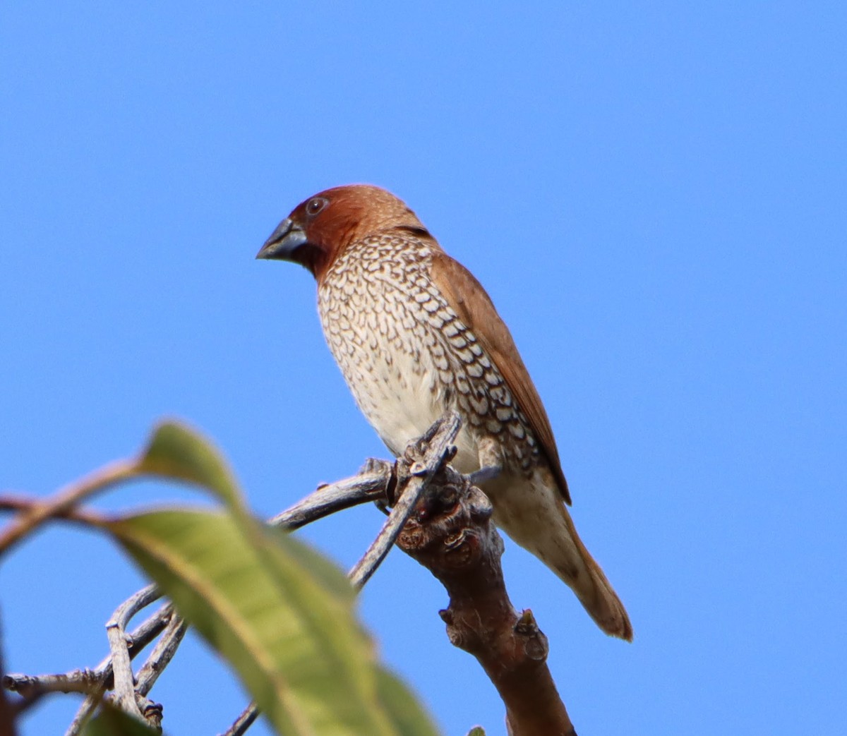 Scaly-breasted Munia - ML400475861