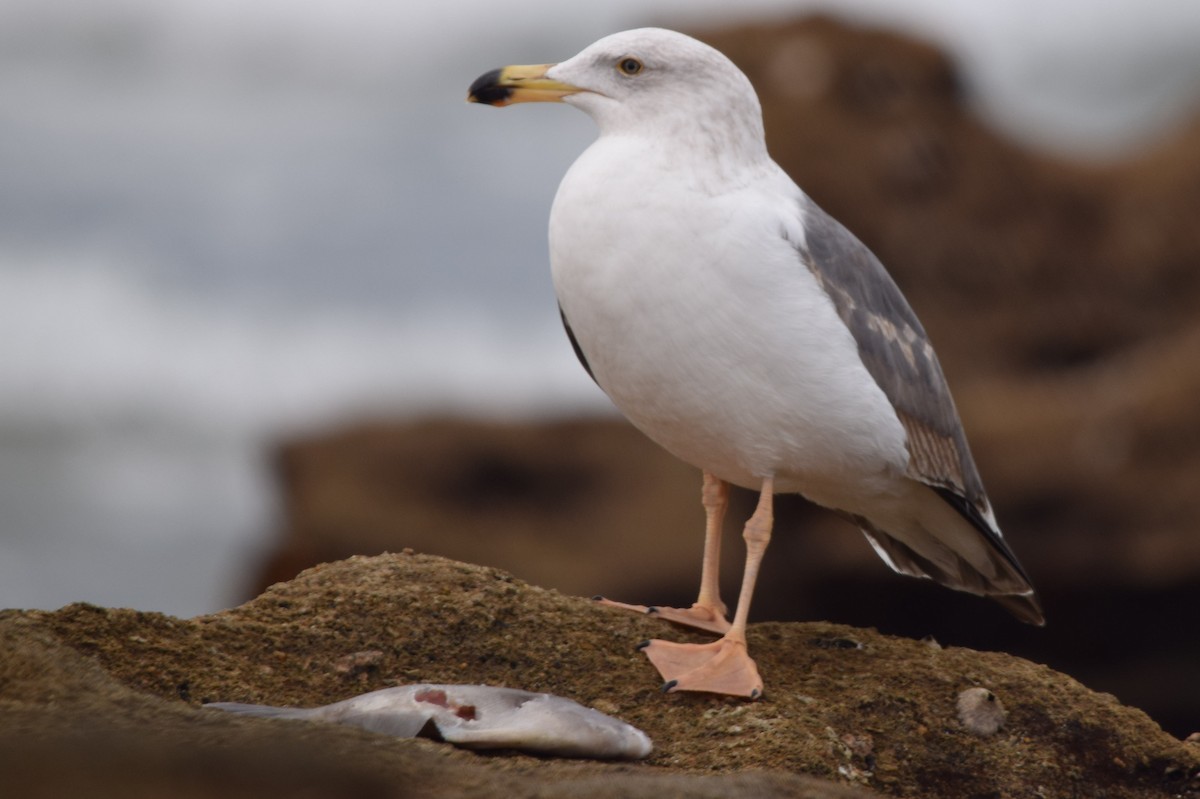 Western Gull - ML400476641