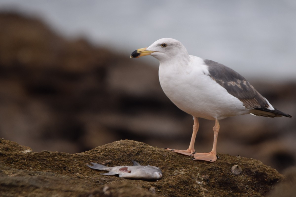 Western Gull - shobak kythakyapuzha