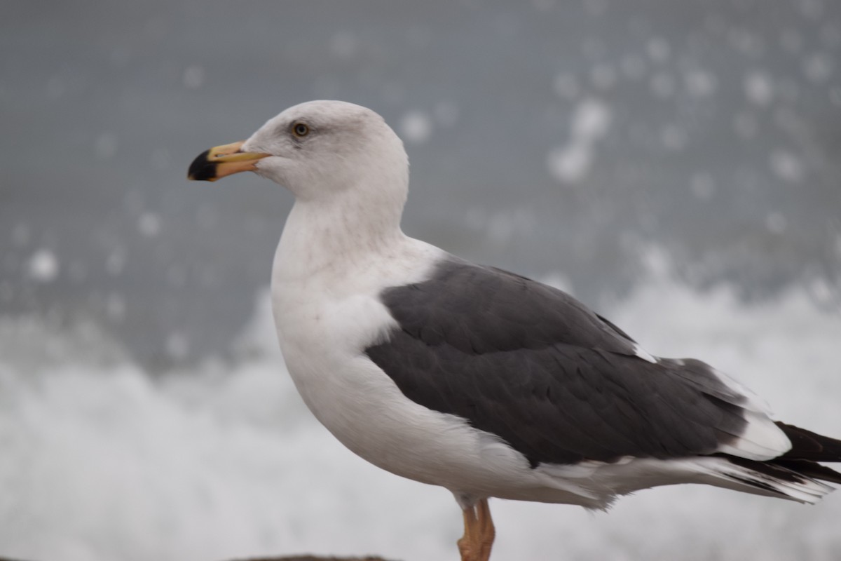 Western Gull - ML400476671