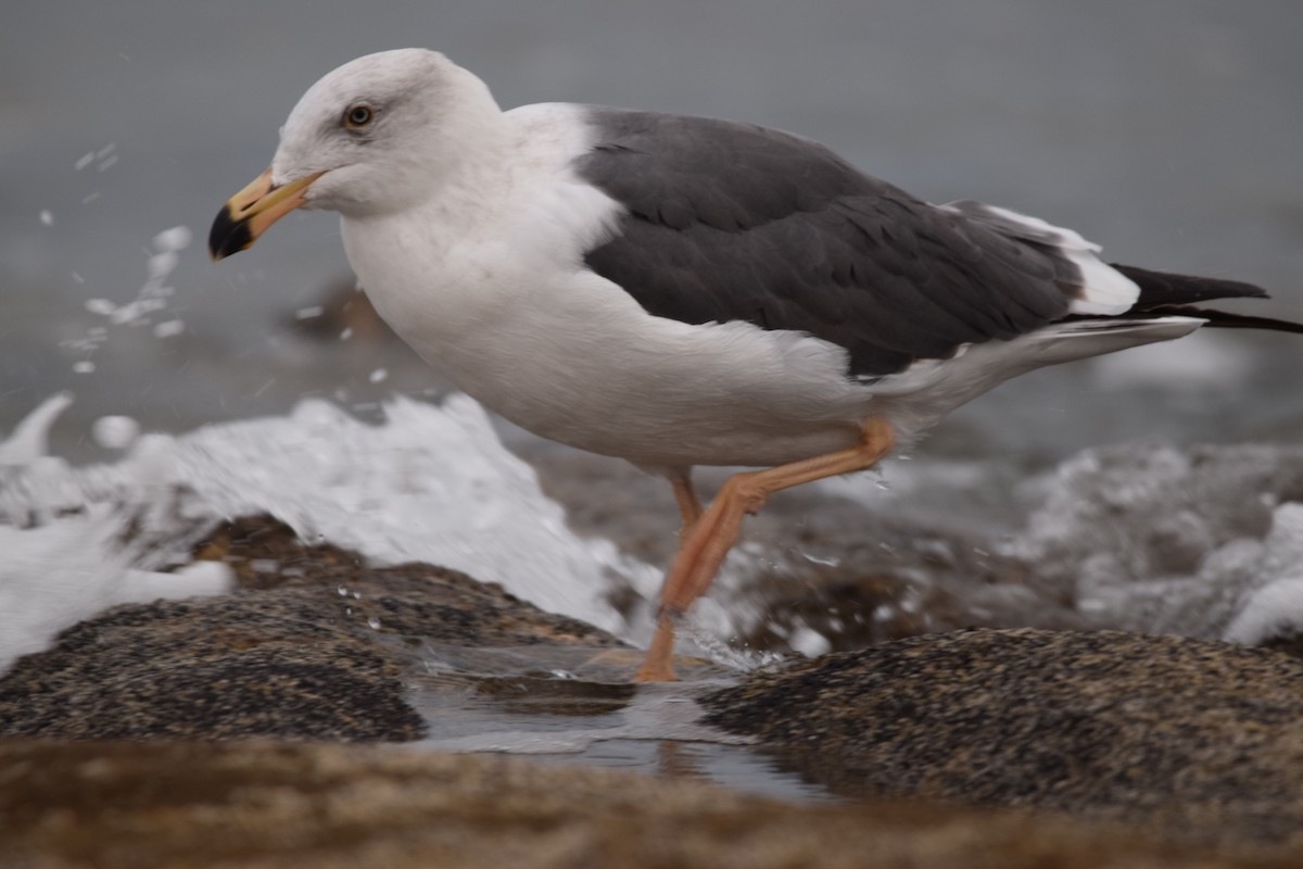 Western Gull - ML400477001