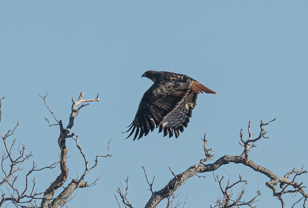 Red-tailed Hawk - ML400478031