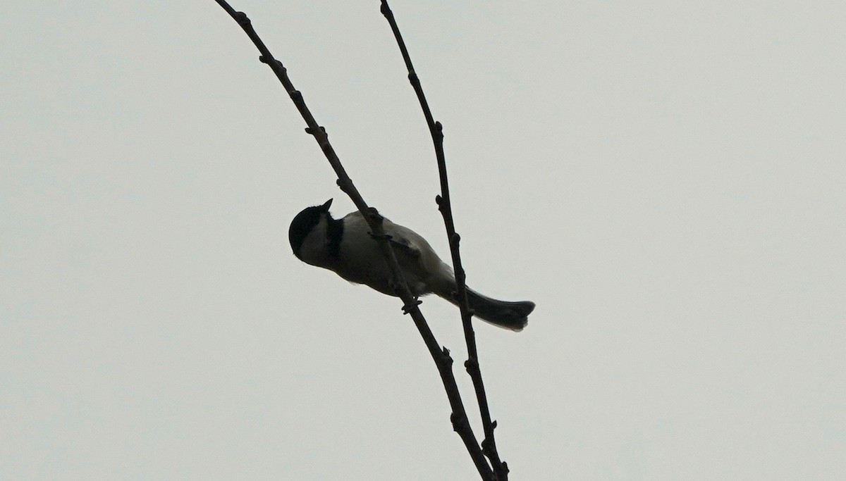 Carolina Chickadee - ML400478201