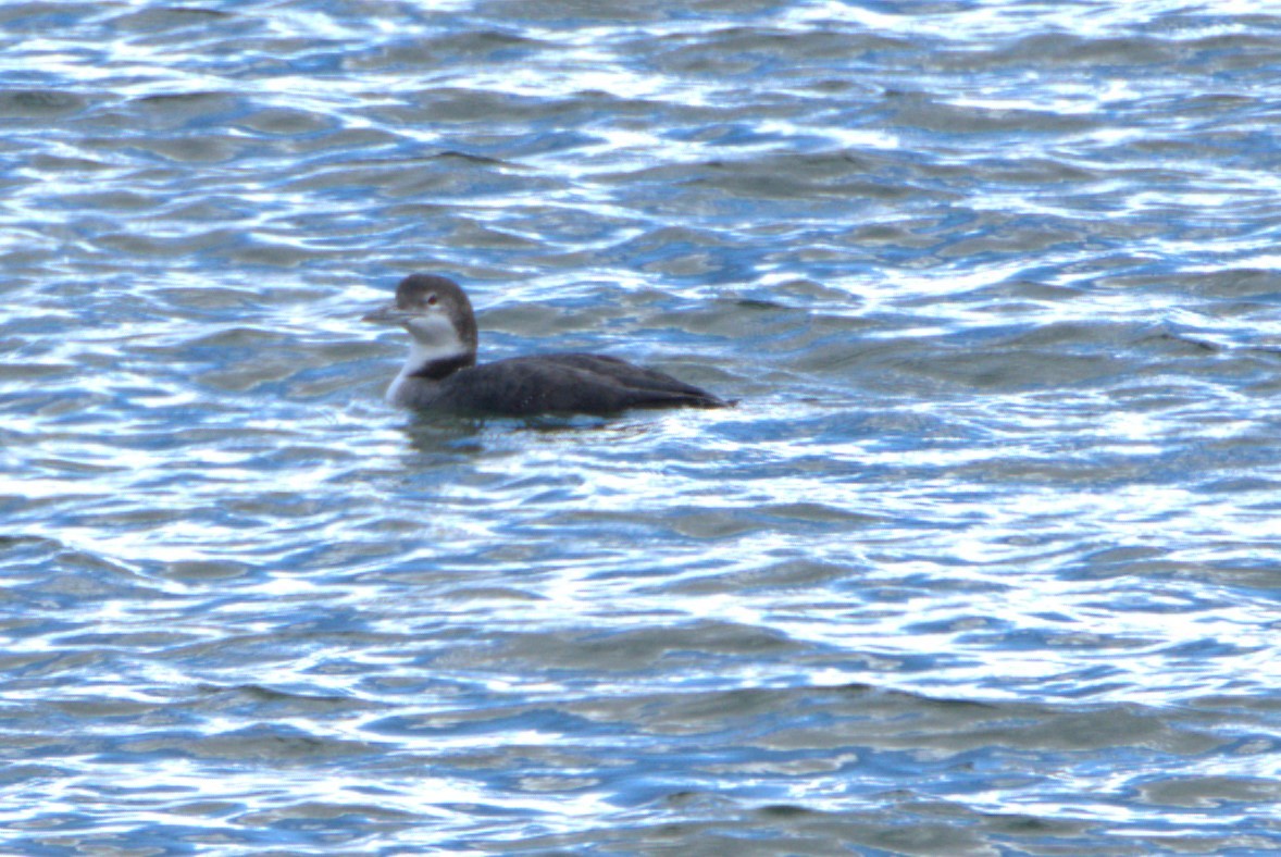 Common Loon - ML400482421