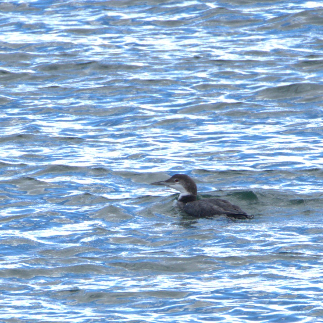 Common Loon - ML400482451