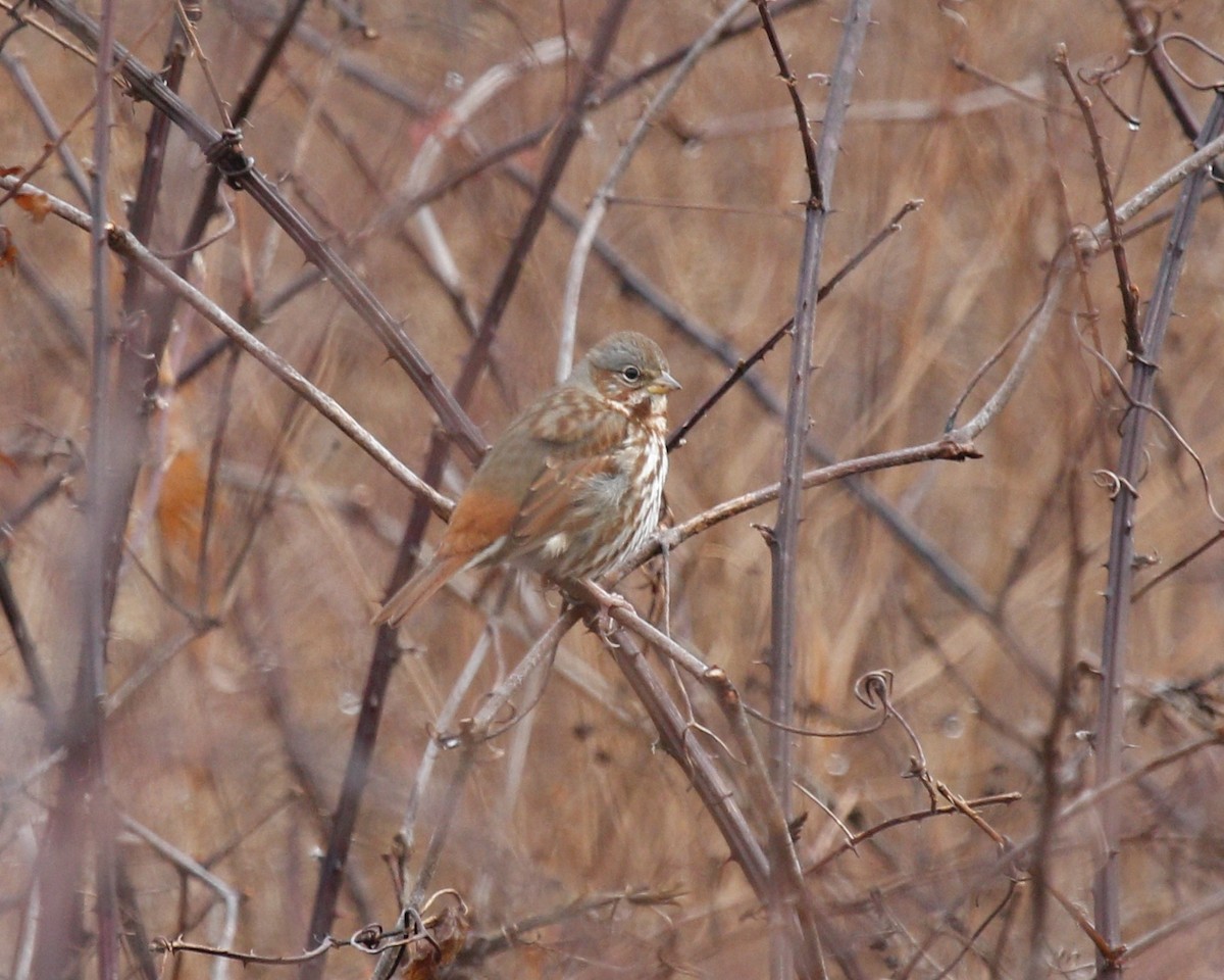 Fox Sparrow (Red) - ML400483501