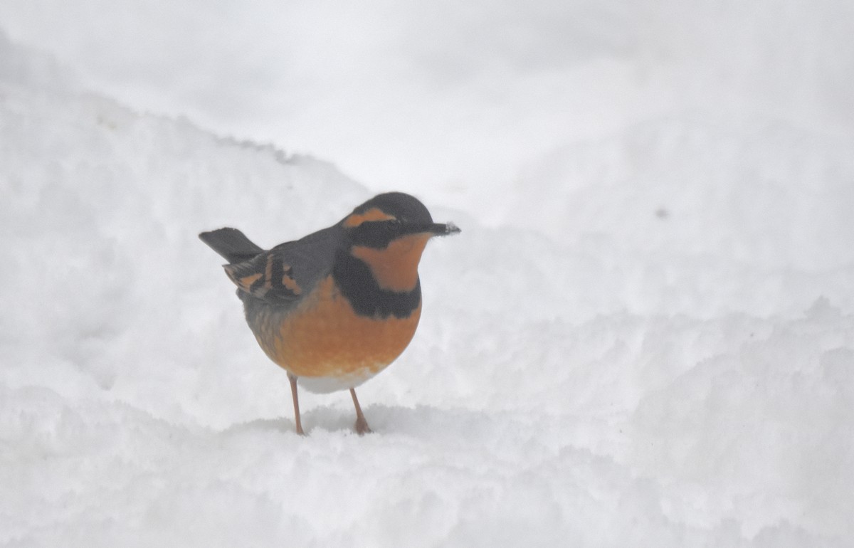 Varied Thrush - ML400484071