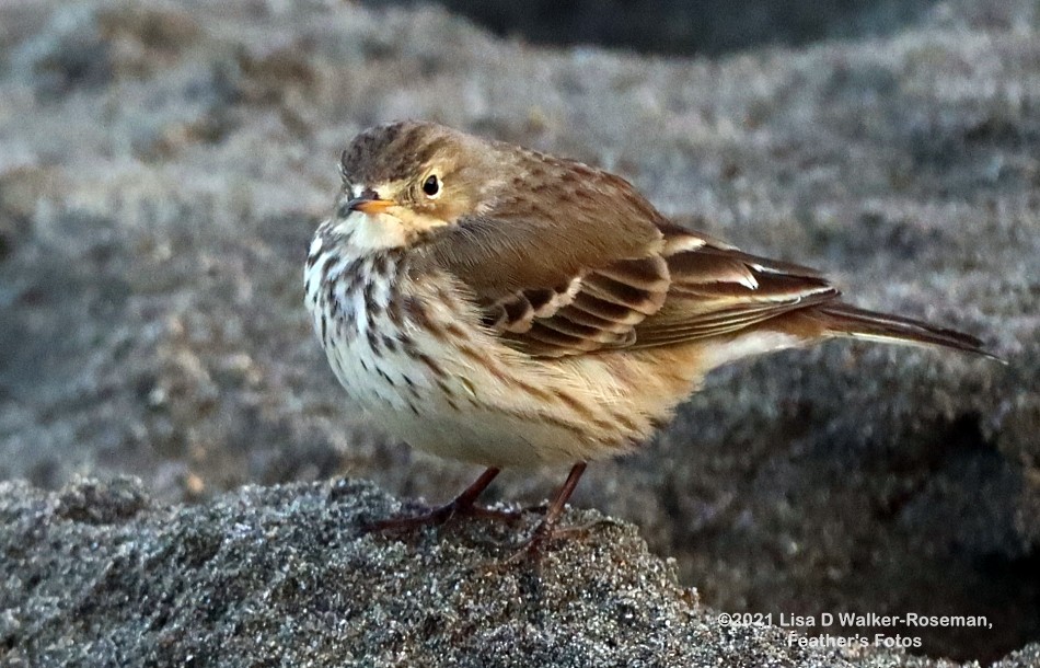 American Pipit - Lisa Walker-Roseman