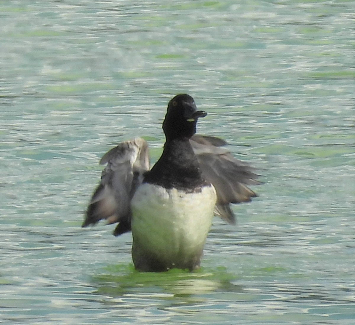 Greater Scaup - ML400484831