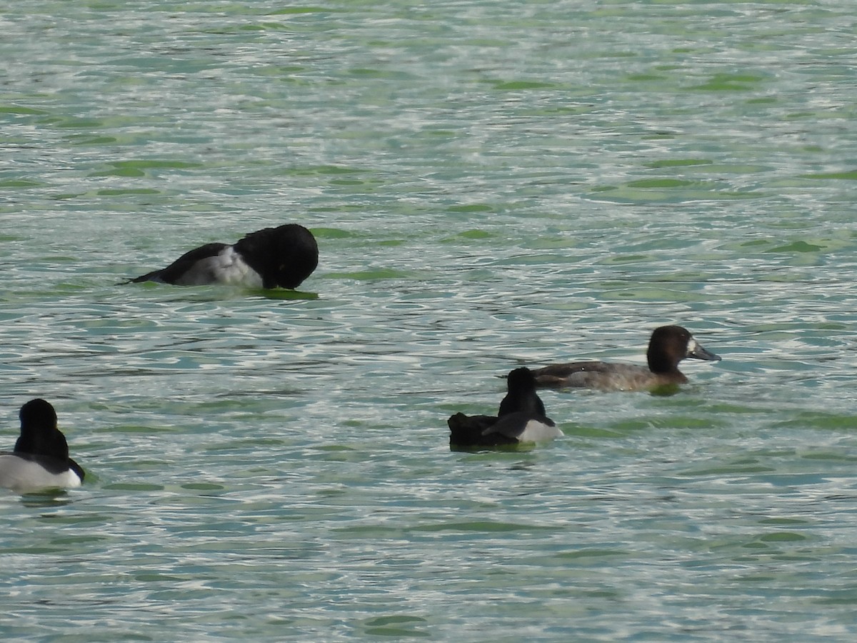 Greater Scaup - ML400484851