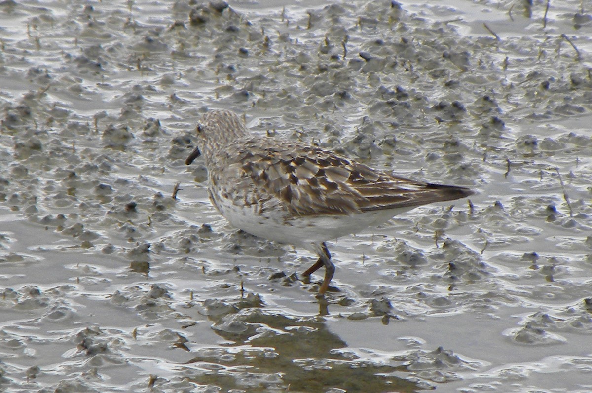 White-rumped Sandpiper - ML40048501