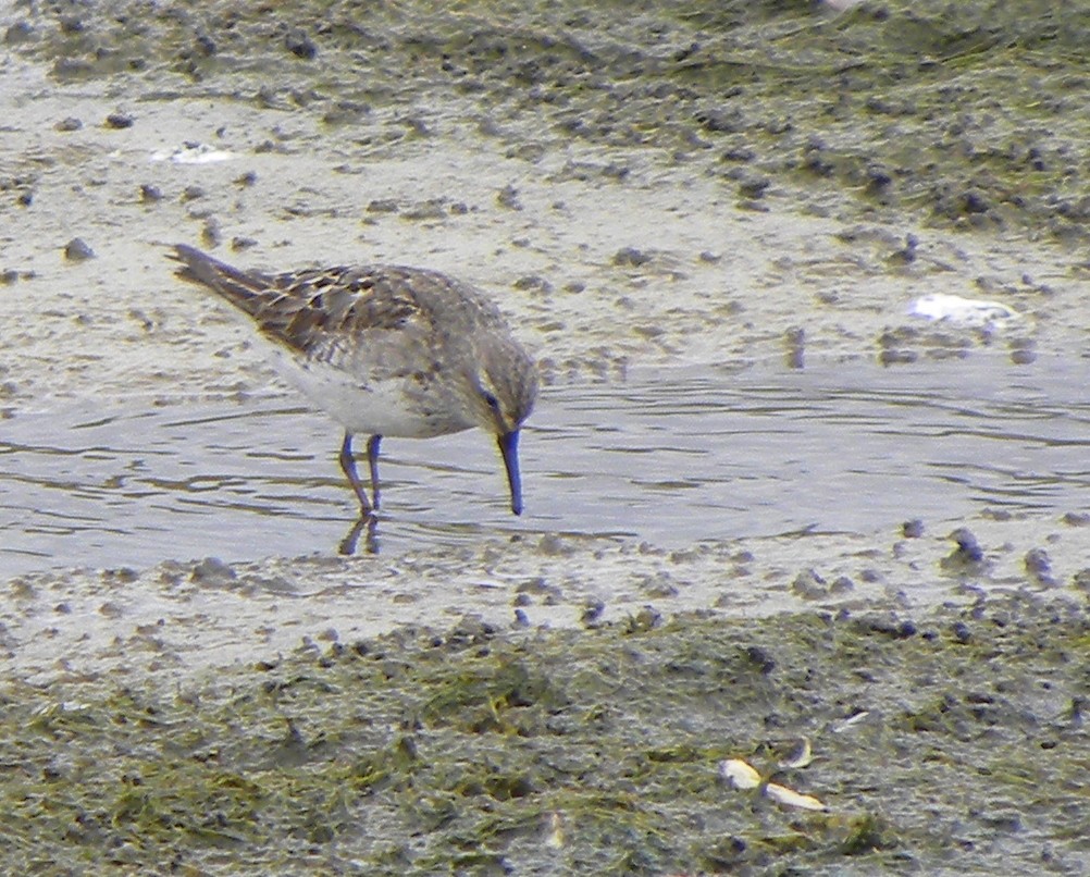 White-rumped Sandpiper - ML40048531