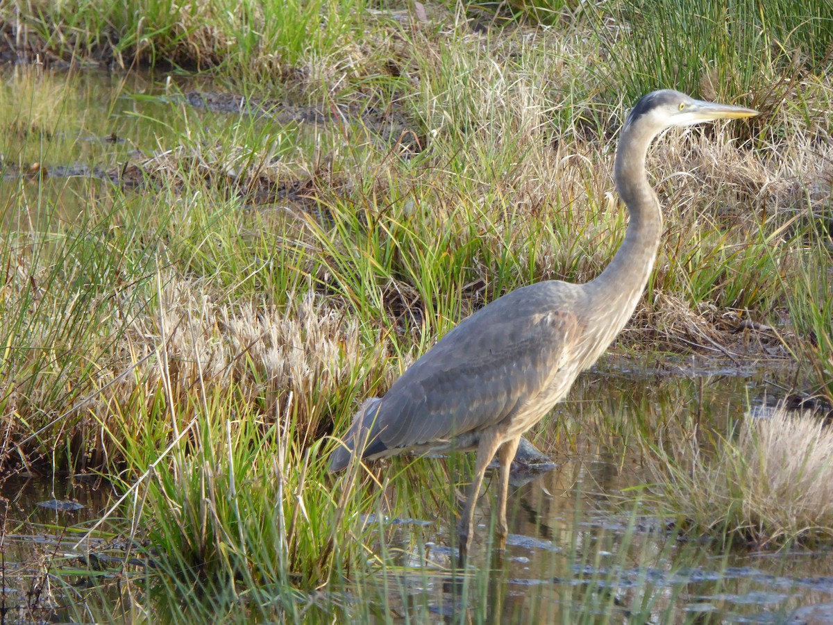 Great Blue Heron - ML400485781