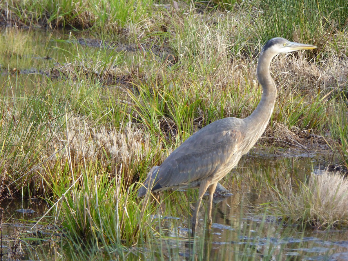 オオアオサギ - ML400485781