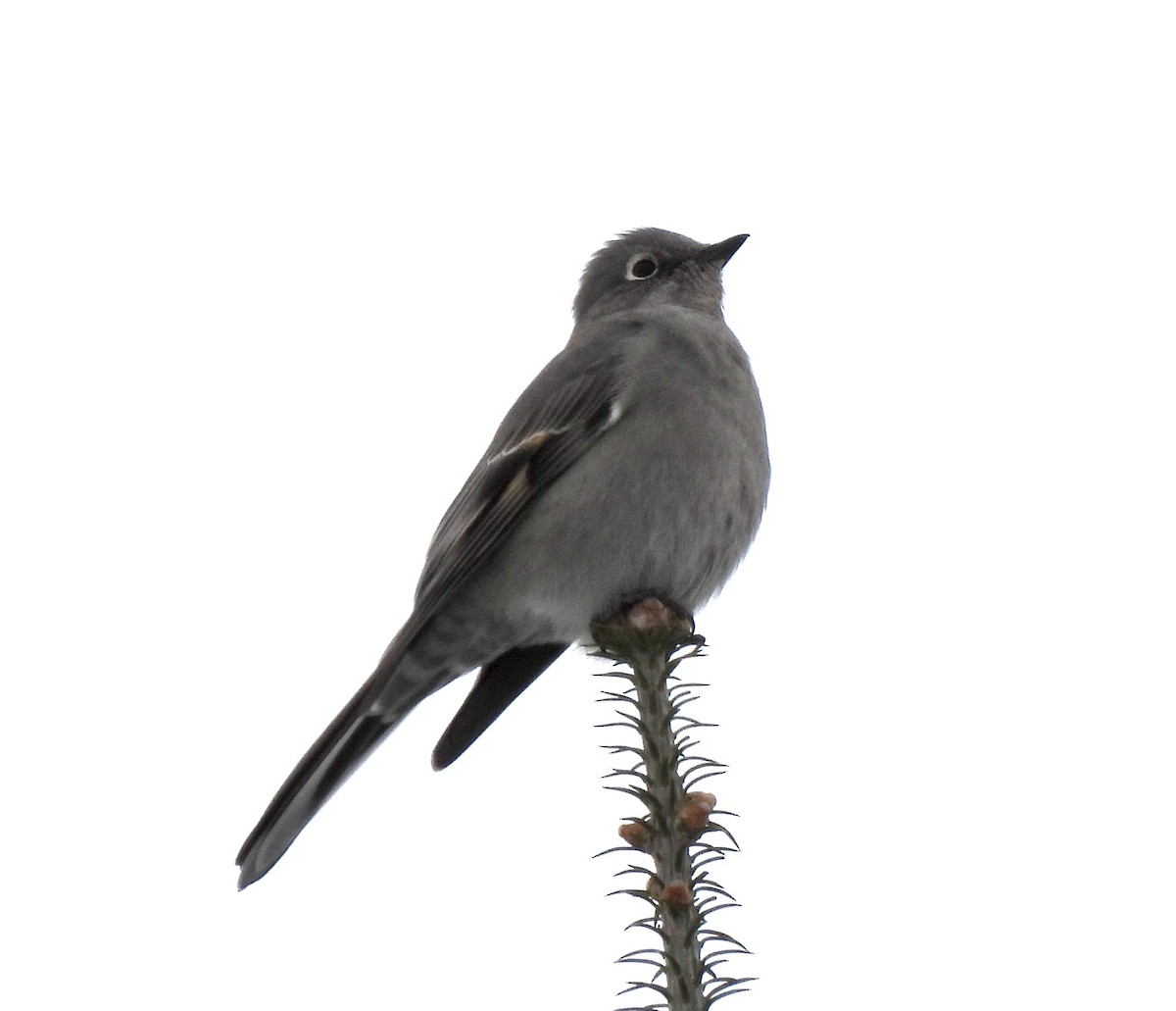 Townsend's Solitaire - ML400486491