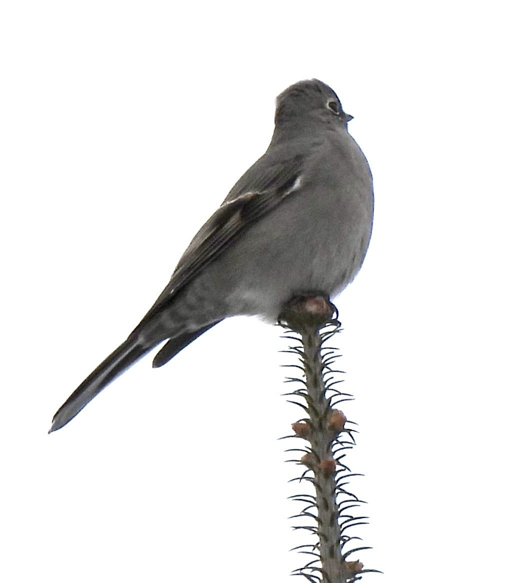 Townsend's Solitaire - ML400486501