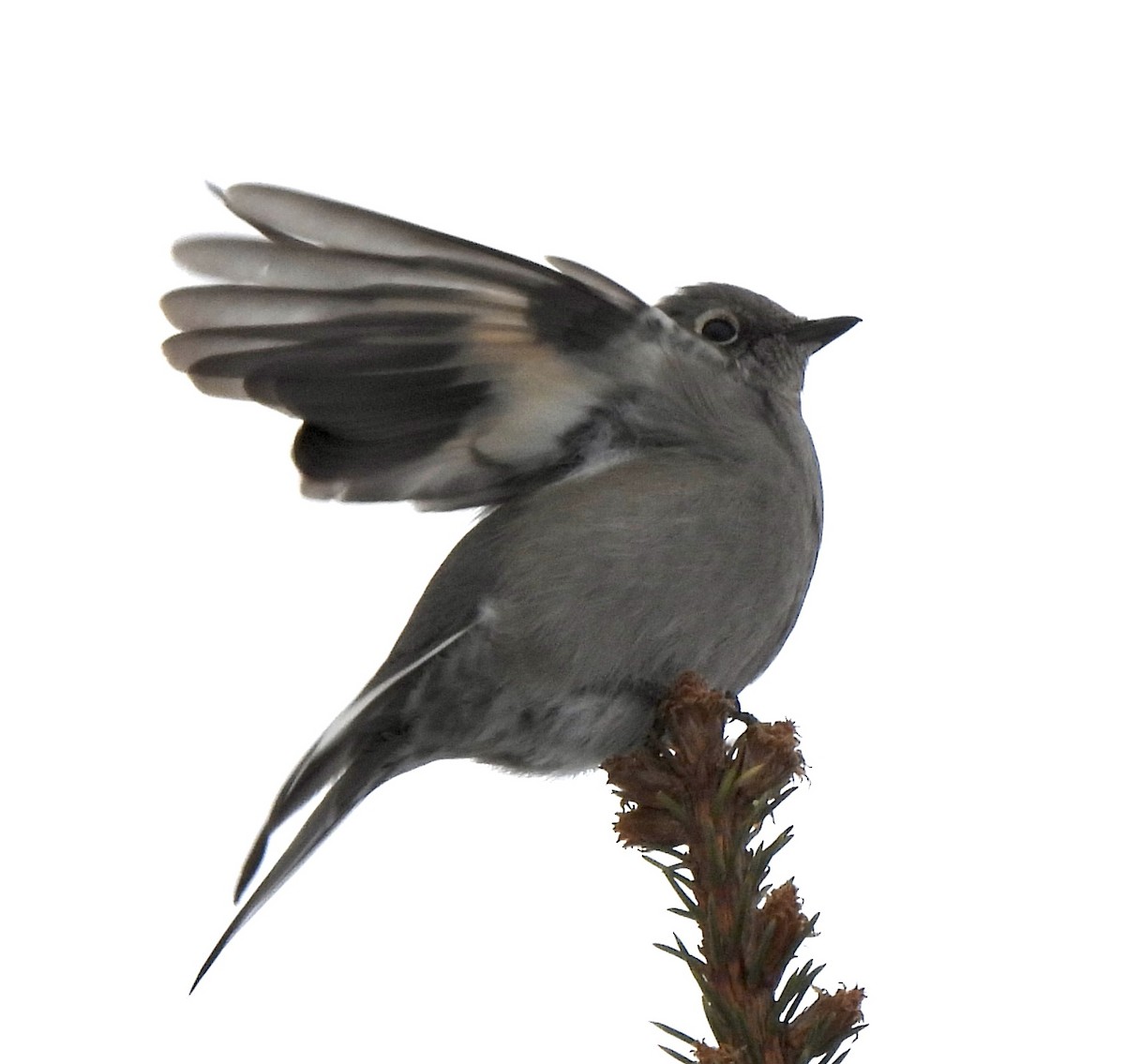 Townsend's Solitaire - ML400486531