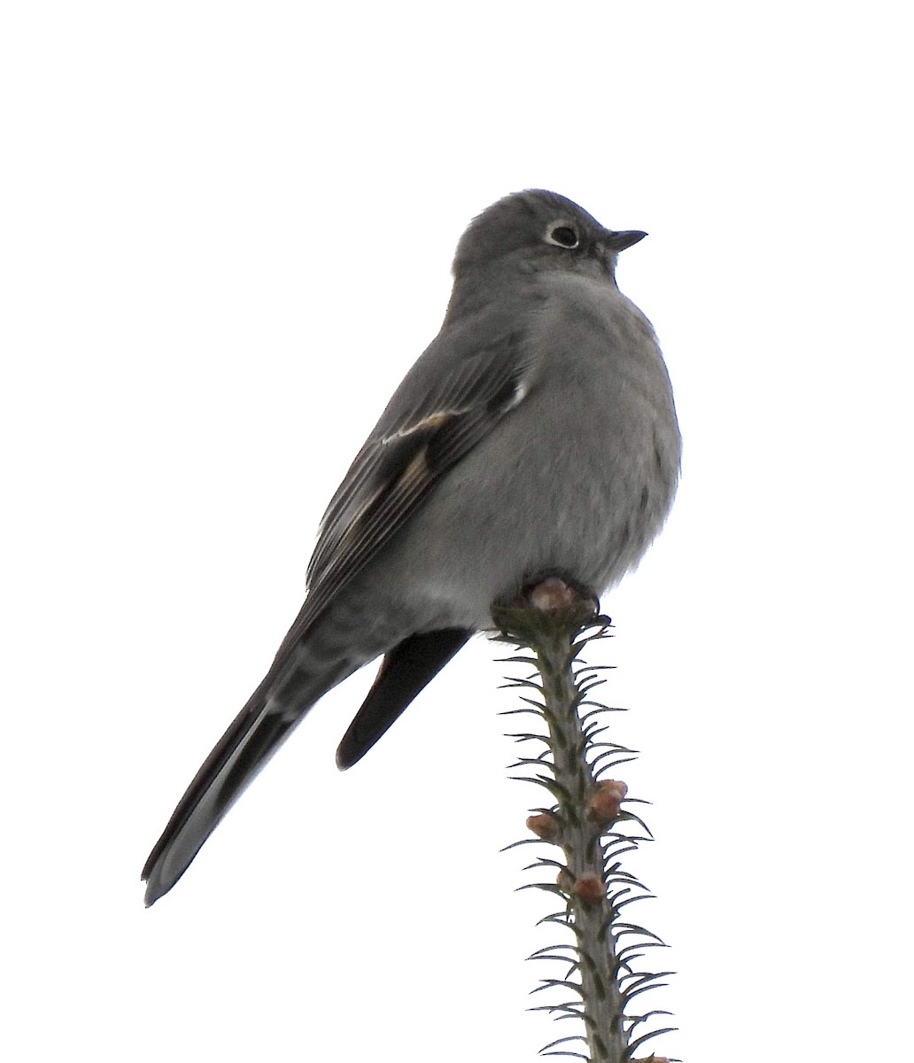 Townsend's Solitaire - ML400486541