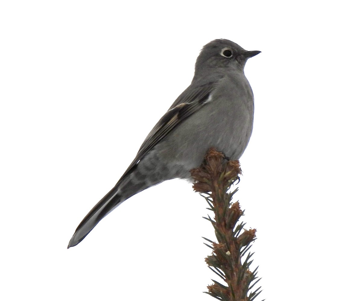 Townsend's Solitaire - ML400486551