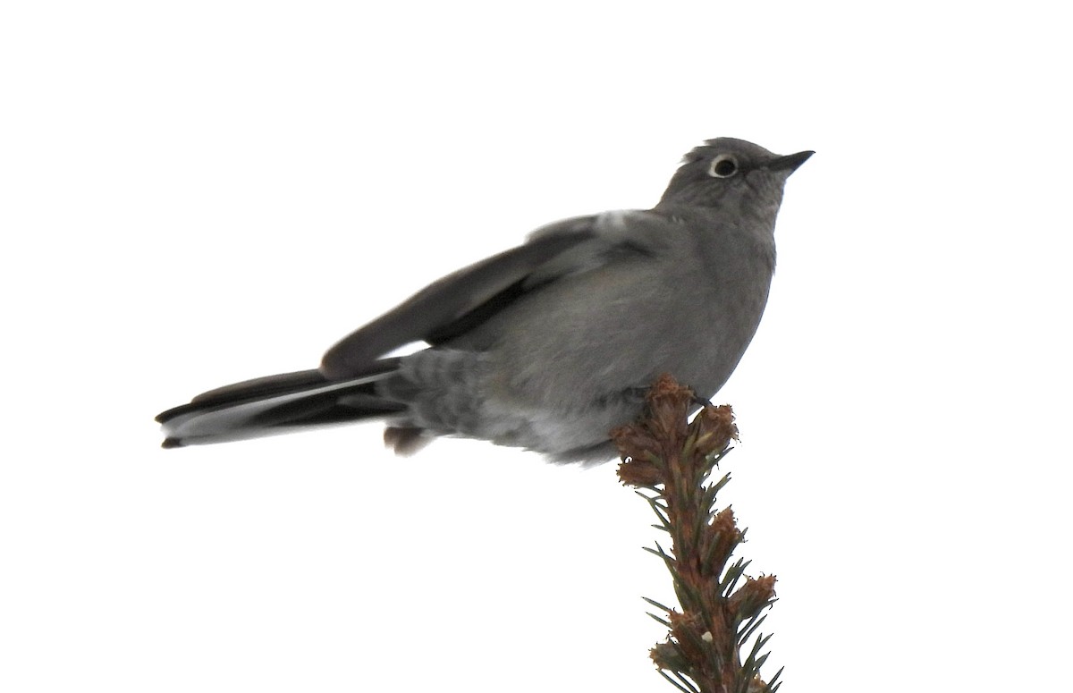 Townsend's Solitaire - ML400486561