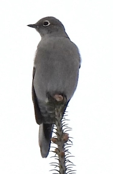 Townsend's Solitaire - ML400486571