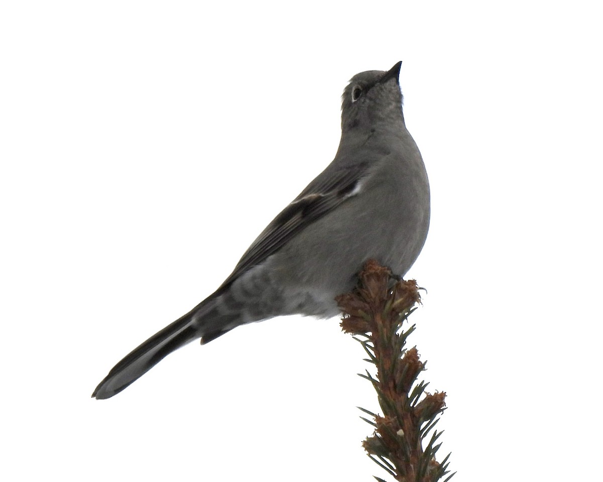 Townsend's Solitaire - ML400486601