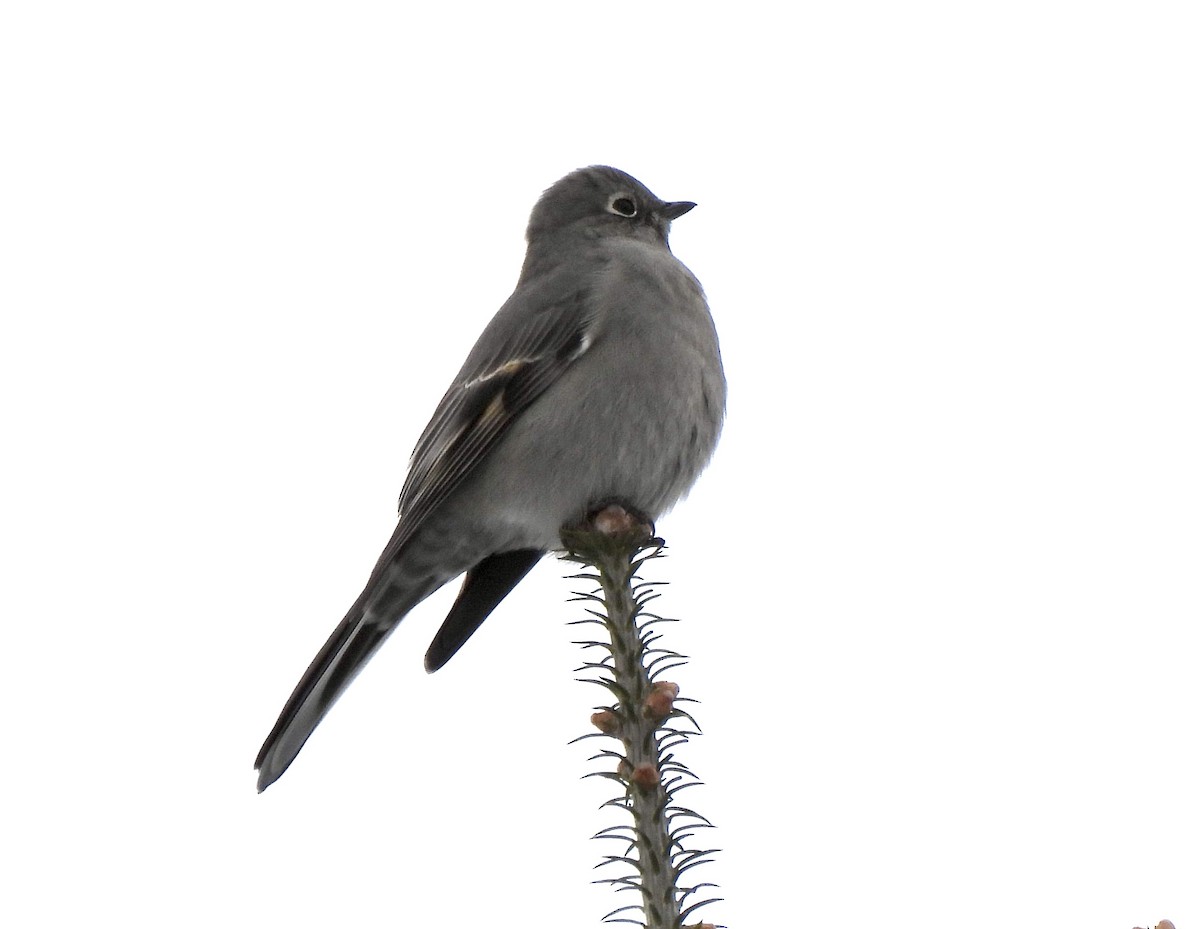 Townsend's Solitaire - ML400486611