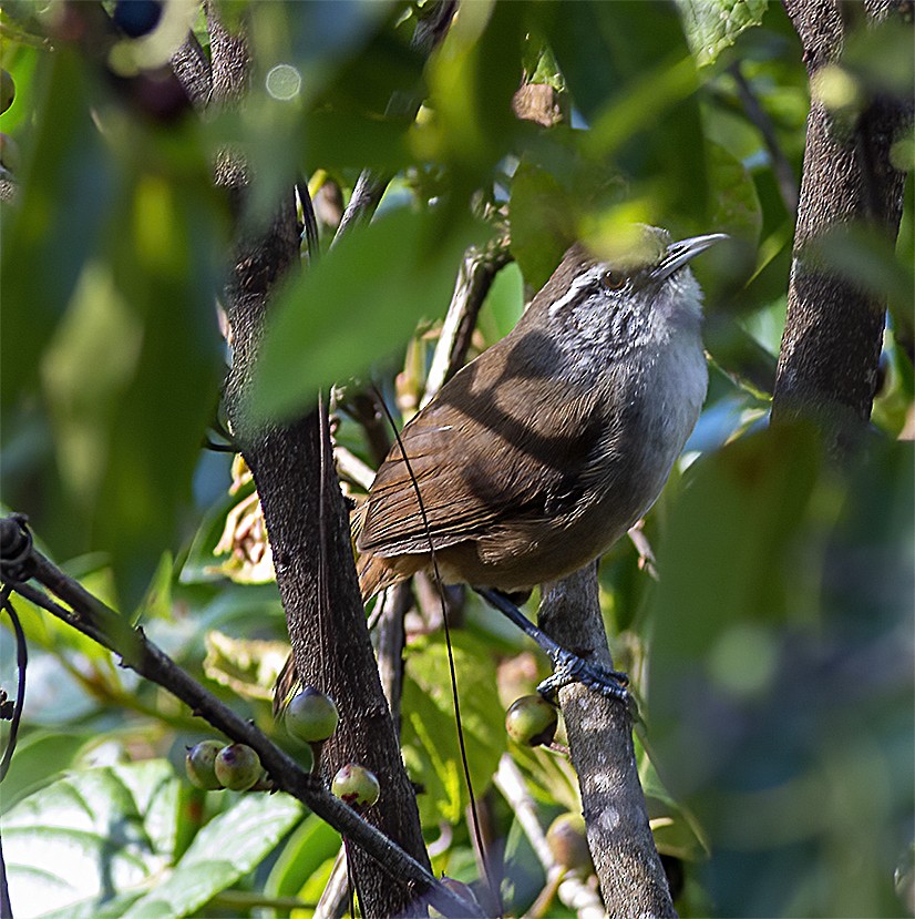 Cabanis's Wren - ML400491241