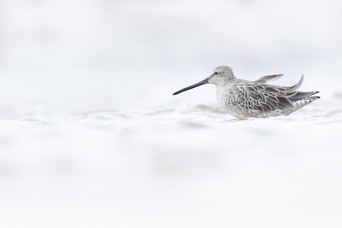 asiabekkasinsnipe - ML400491621