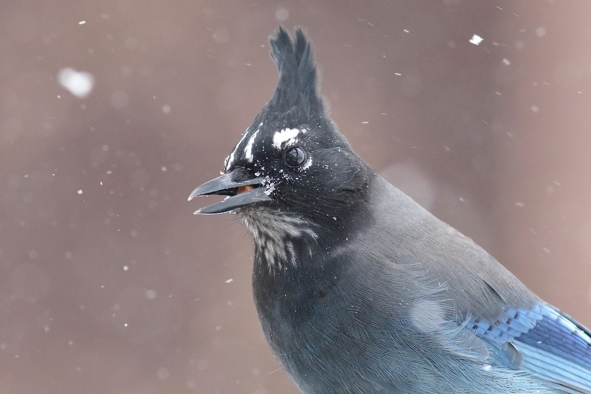 Steller's Jay (Southwest Interior) - ML400491891