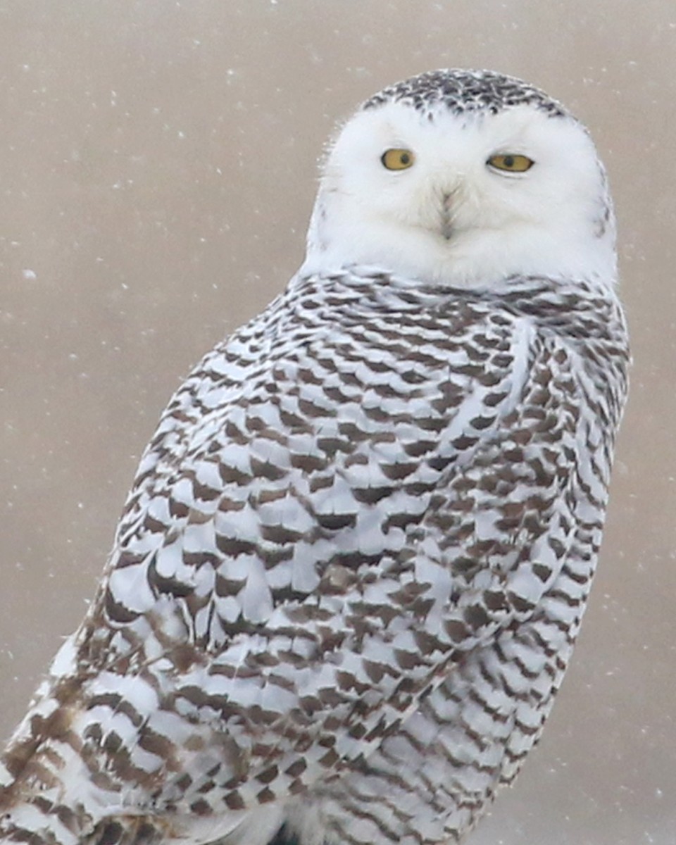 Snowy Owl - ML400492021