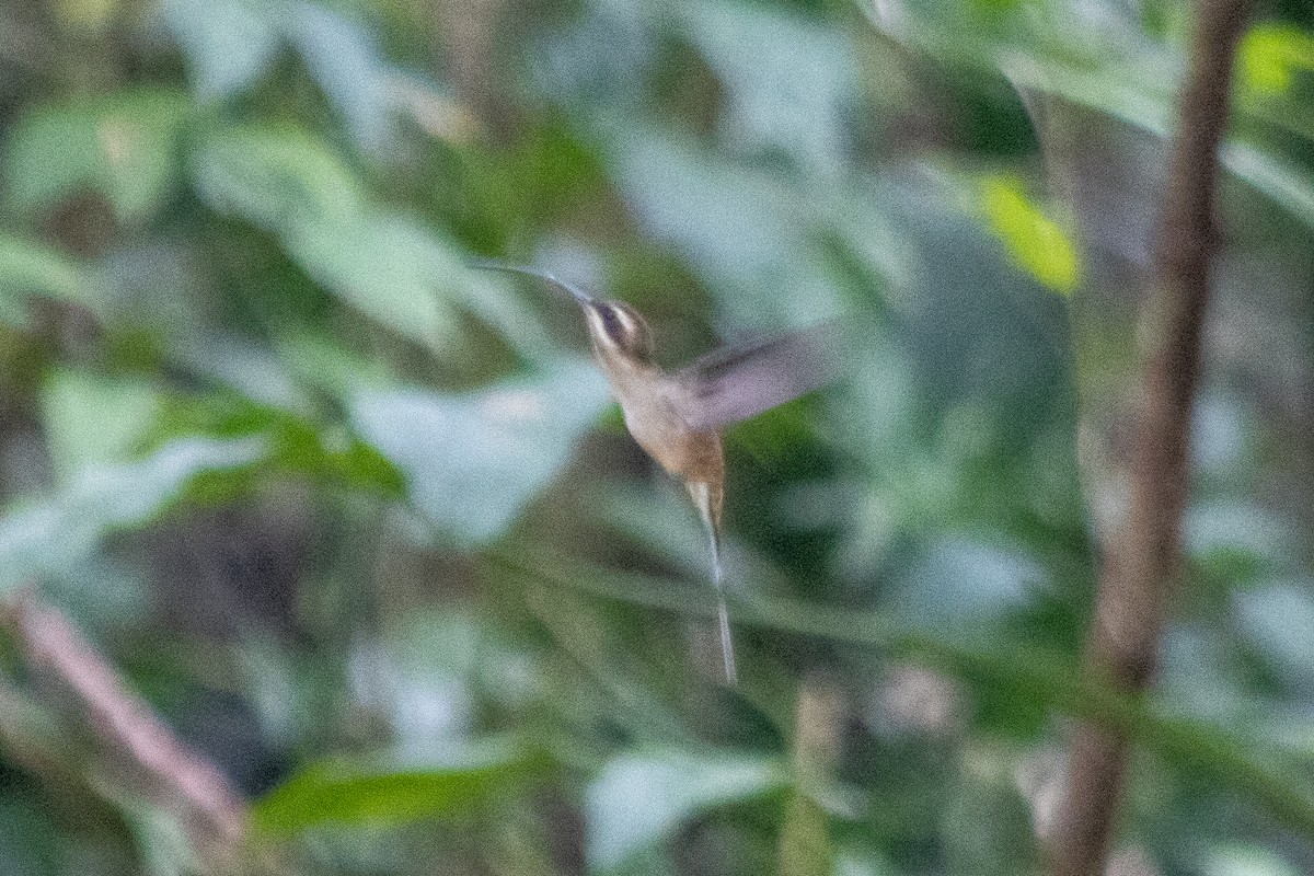 Long-billed Hermit (Central American) - ML400492961