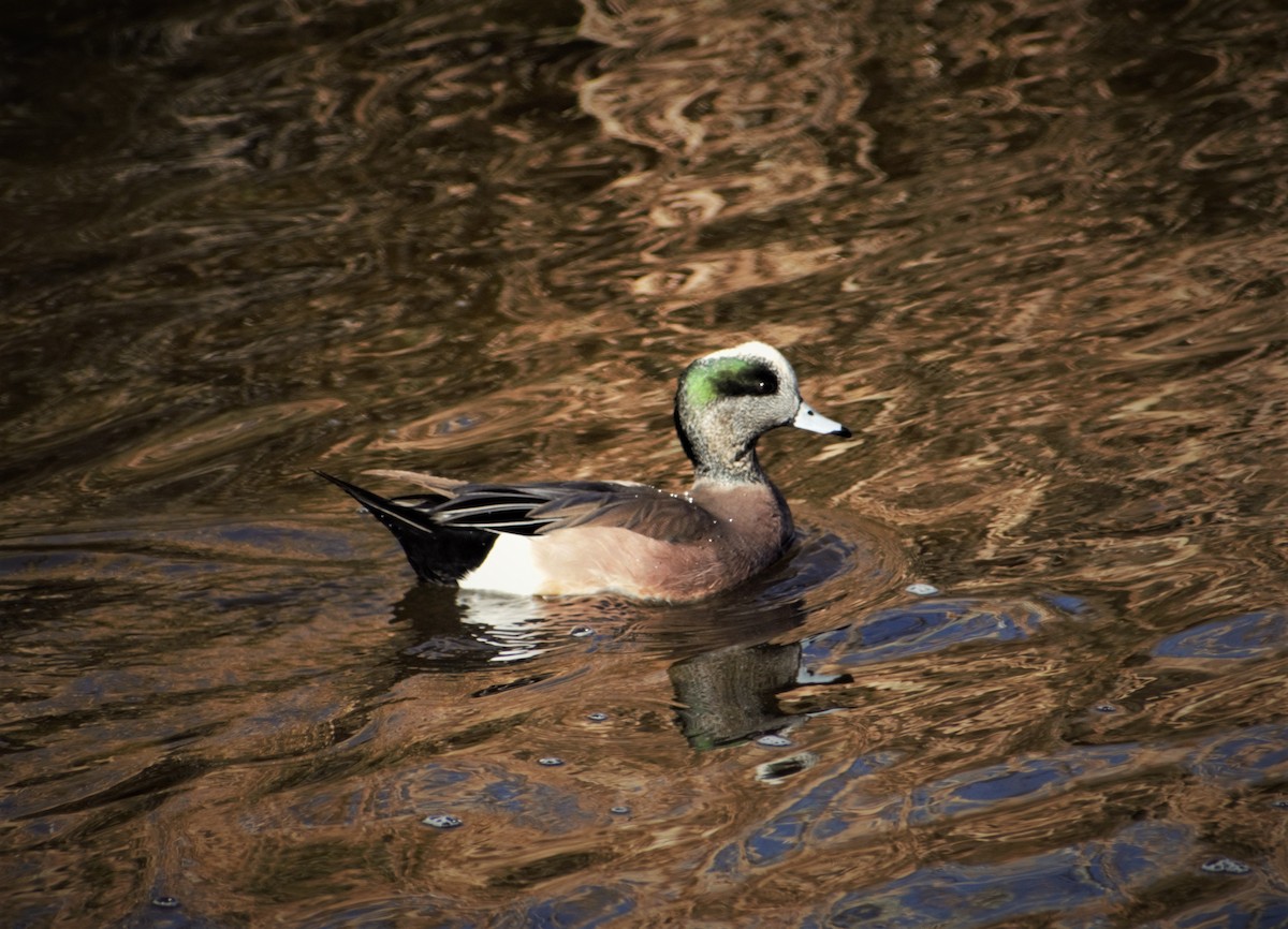 American Wigeon - ML400493281