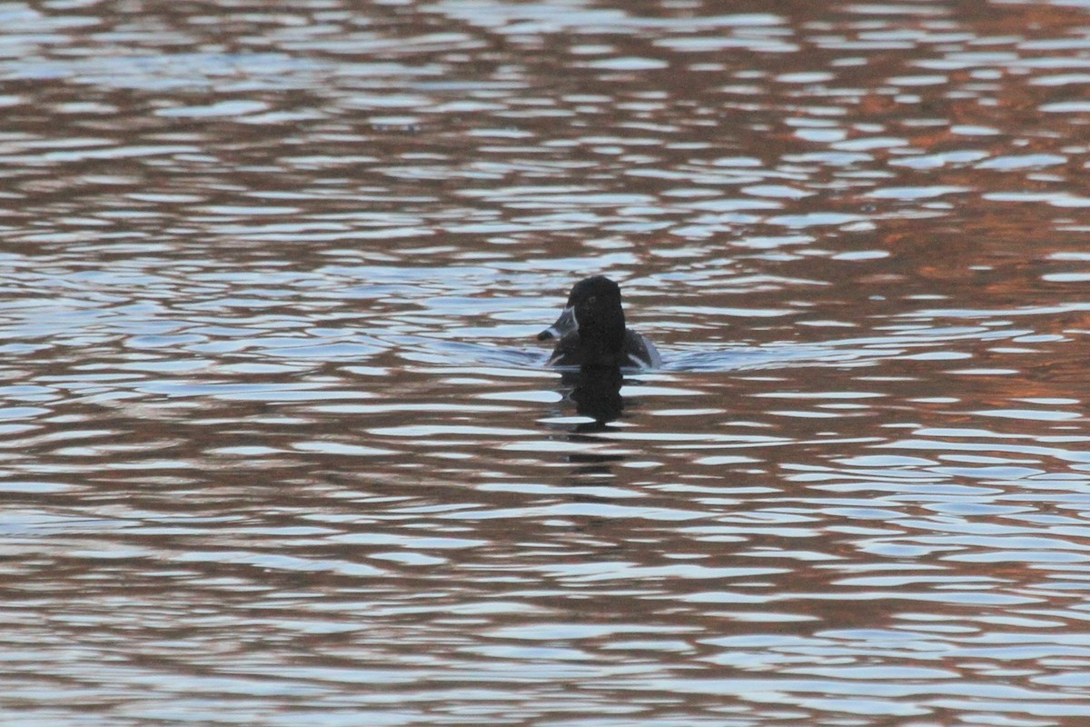 Ring-necked Duck - ML400493981