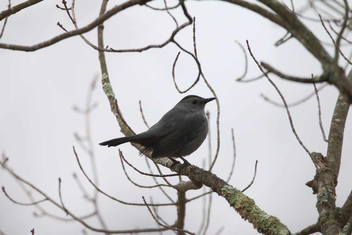 Gray Catbird - ML400494531