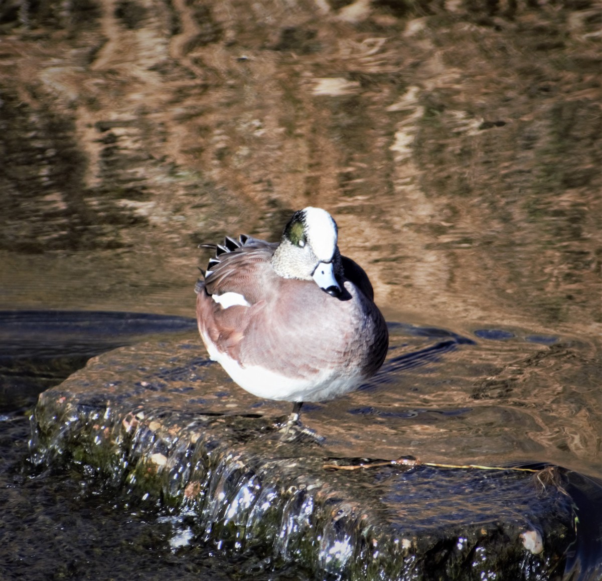 American Wigeon - ML400495161