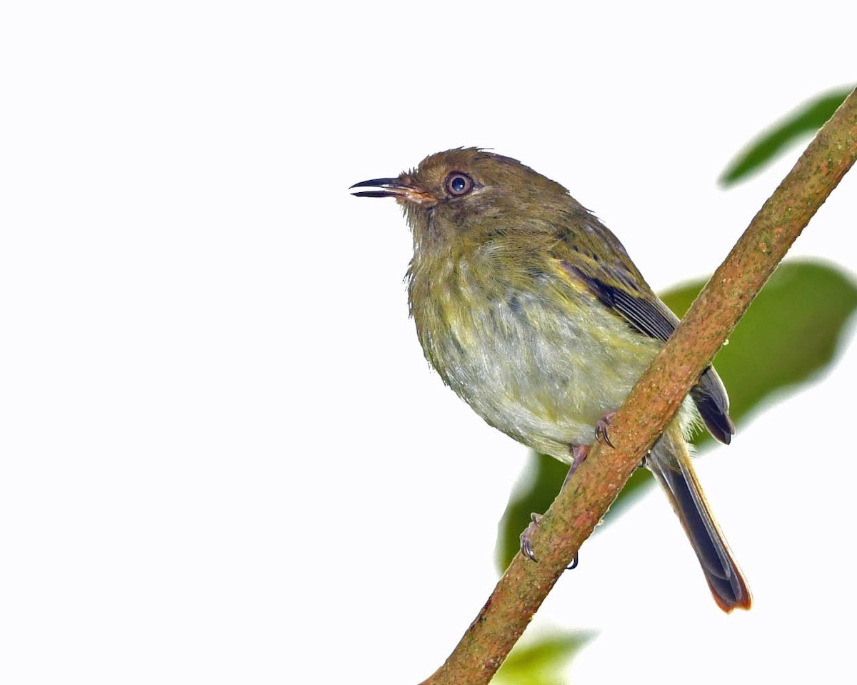 Yungas Tody-Tyrant - ML400495221