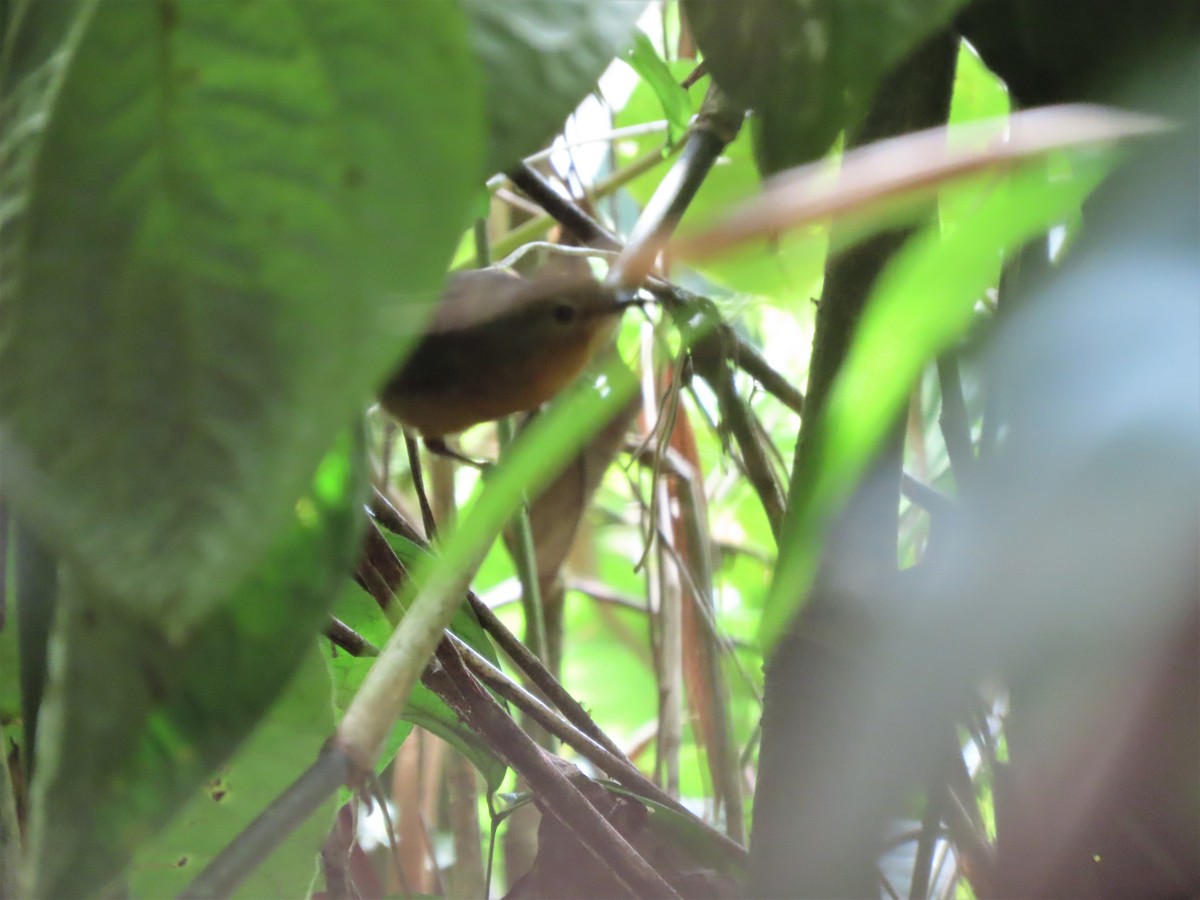 Dusky Antbird - ML400497851