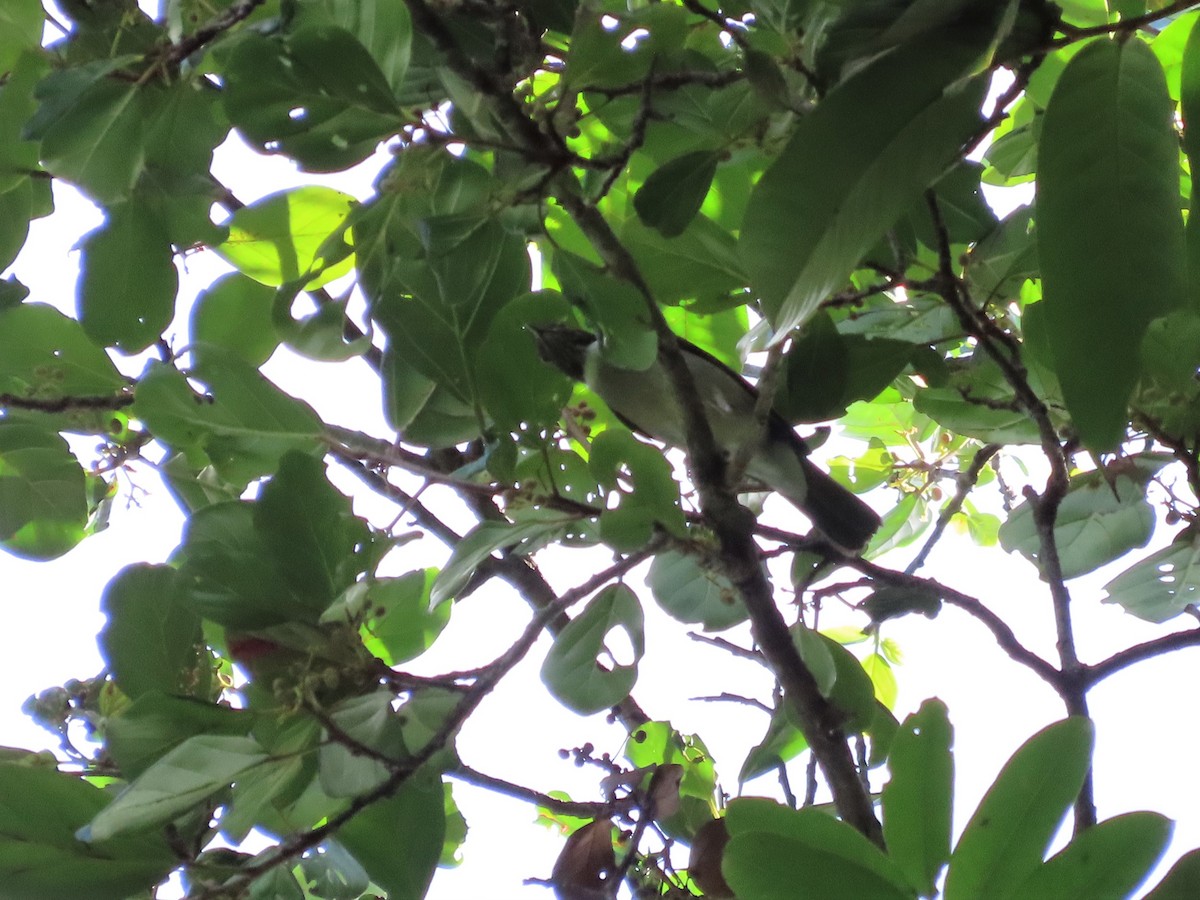 White-necked Thrush - ML400497881