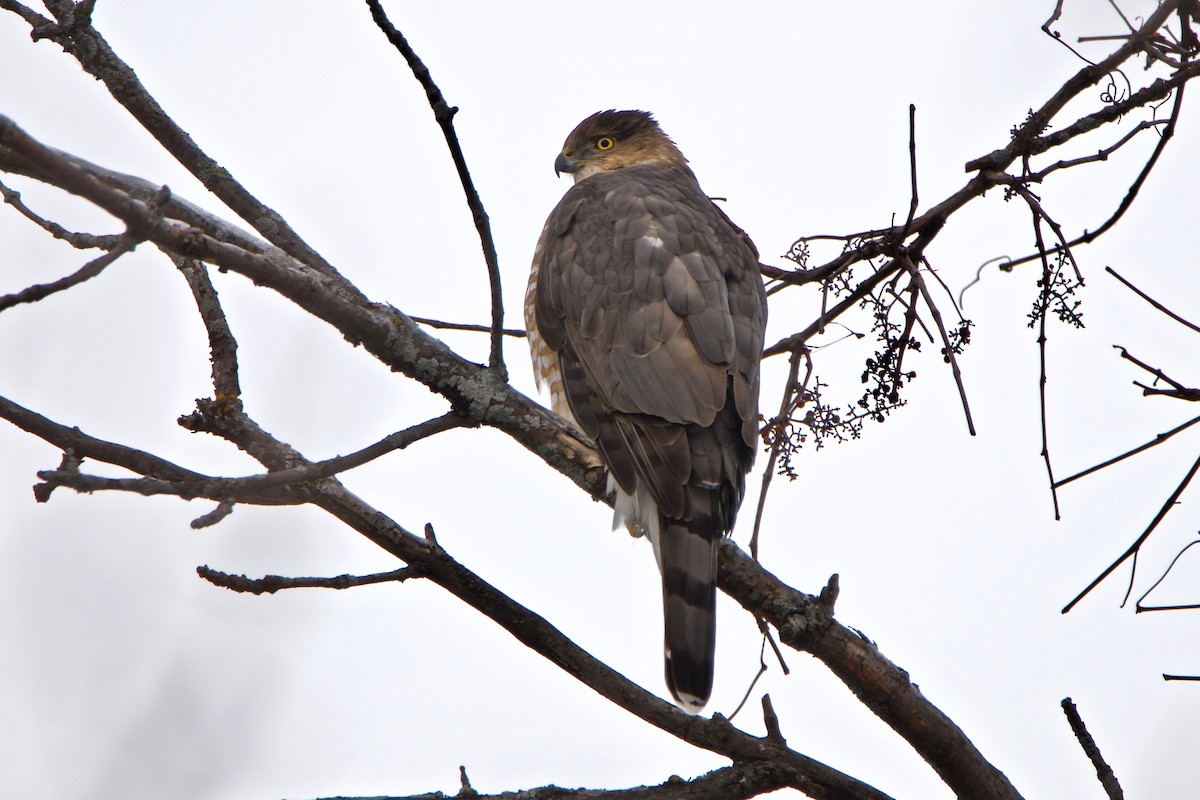 Cooper's Hawk - ML400498161