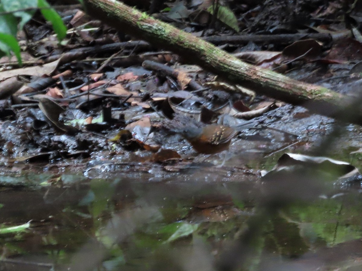 Spot-winged Antbird - ML400498211