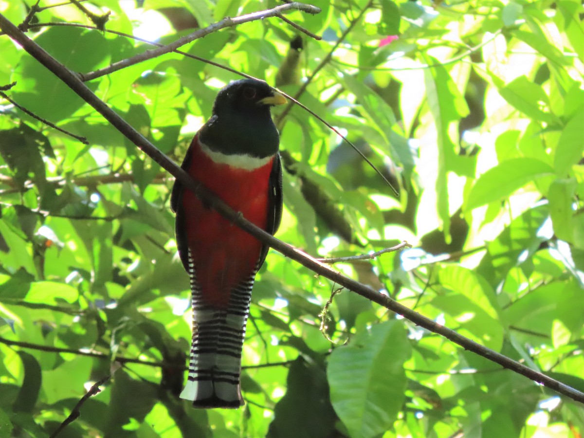 Collared Trogon - ML400498371