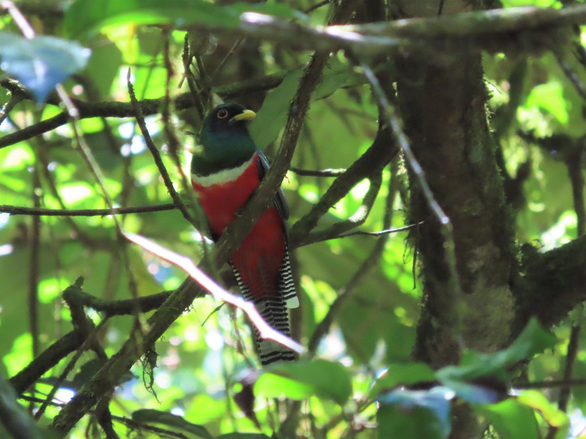 Collared Trogon - ML400498431