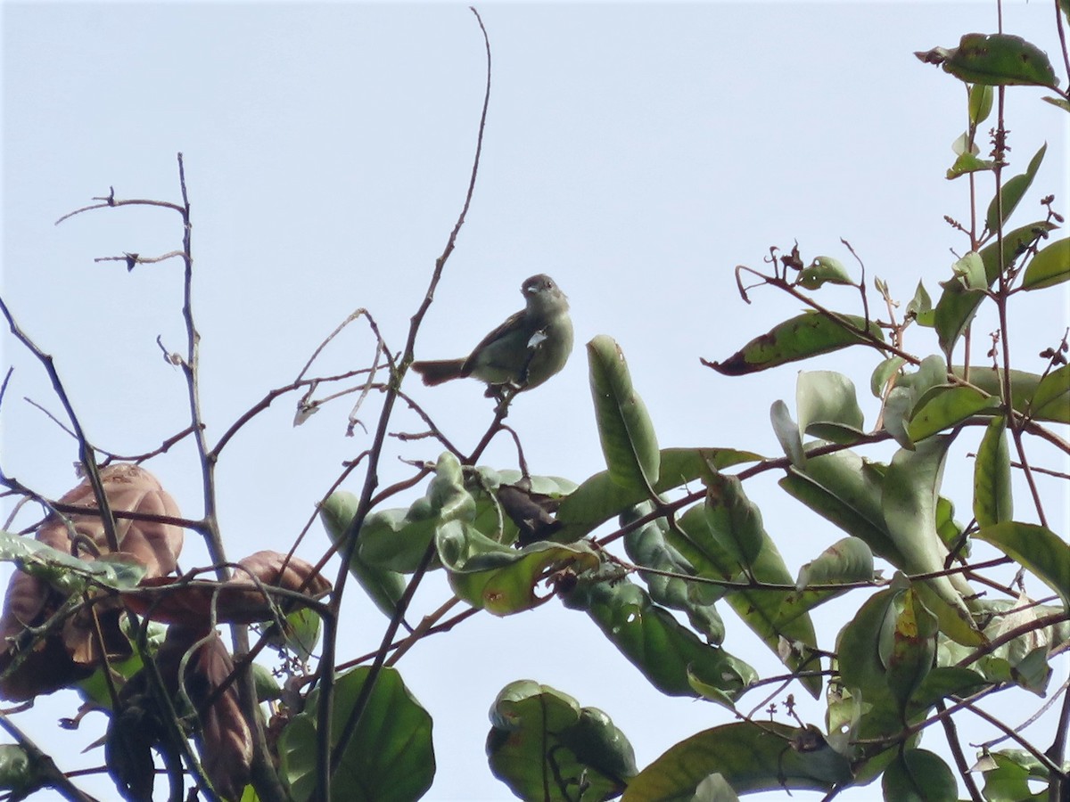 Guianan Tyrannulet - ML400498461